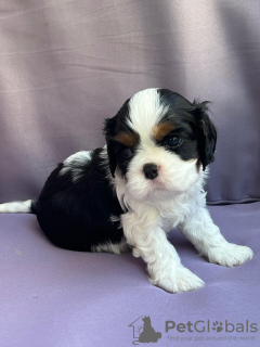 Foto №4. Ich werde verkaufen cavalier king charles spaniel in der Stadt Bobowa. züchter - preis - verhandelt