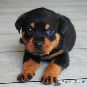 Foto №2 zu Ankündigung № 165211 zu verkaufen rottweiler - einkaufen USA züchter