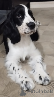 Foto №3. Ich verkaufe englischen Cocker. Weißrussland