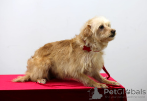 Foto №2 zu Ankündigung № 32304 zu verkaufen mischlingshund - einkaufen Russische Föderation quotient 	ankündigung