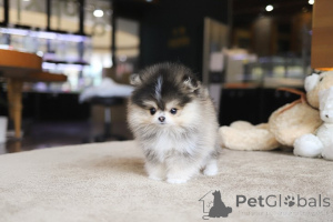 Foto №3. Dean Janet Kay Welpen Haus. USA