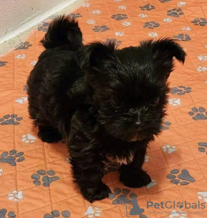 Foto №2 zu Ankündigung № 129648 zu verkaufen mischlingshund - einkaufen USA quotient 	ankündigung