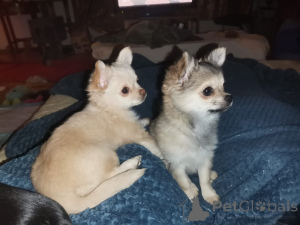 Foto №3. Chihuahua-Junge. Deutschland