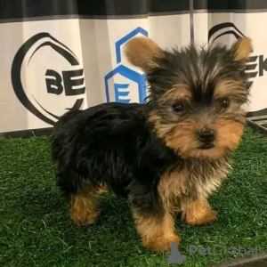 Foto №4. Ich werde verkaufen yorkshire terrier in der Stadt Iowa City. quotient 	ankündigung - preis - 379€