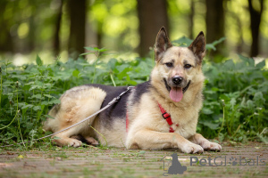 Foto №2 zu Ankündigung № 149175 zu verkaufen mischlingshund - einkaufen Russische Föderation quotient 	ankündigung