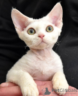 Foto №2 zu Ankündigung № 88500 zu verkaufen devon rex - einkaufen Österreich quotient 	ankündigung