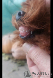 Foto №4. Ich werde verkaufen pudel (toy) in der Stadt Ужгород. quotient 	ankündigung, vom kindergarten, züchter - preis - 1609€