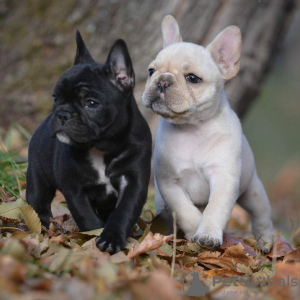 Foto №1. französische bulldogge - zum Verkauf in der Stadt Дрезден | 360€ | Ankündigung № 127371