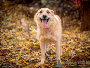 Foto №2 zu Ankündigung № 78110 zu verkaufen mischlingshund - einkaufen Russische Föderation aus dem tierheim