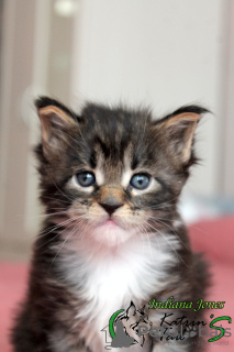 Foto №4. Ich werde verkaufen maine-coon-katze in der Stadt St. Petersburg. quotient 	ankündigung, vom kindergarten, züchter - preis - 668€