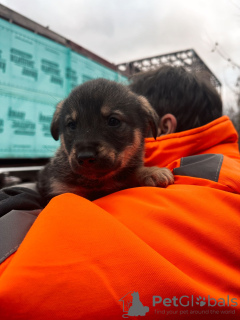 Zusätzliche Fotos: Babywelpen suchen dringend ein Zuhause!