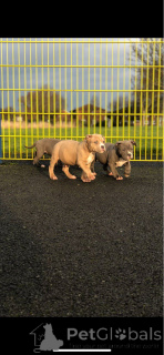 Foto №4. Ich werde verkaufen american bulldog in der Stadt Jáchymov. quotient 	ankündigung, züchter - preis - 1000€
