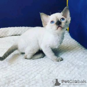 Foto №3. Kätzchen Devon Rex zu verkaufen Business WhatsApp; 37256062792. Finnland