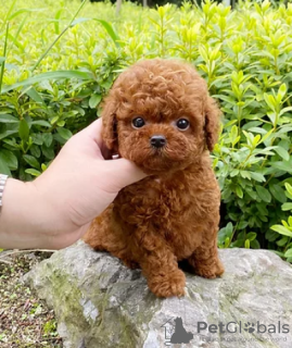 Foto №4. Ich werde verkaufen pudel (toy) in der Stadt Мёнхенгладбах.  - preis - 400€