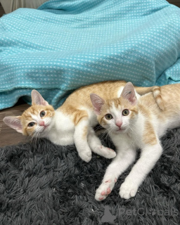 Foto №1. hauskatze - zum Verkauf in der Stadt München | 600€ | Ankündigung № 150629