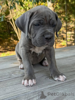 Foto №3. Treffen Sie Atlas, den sanften Wächter mit einem Herzen, das so stark ist wie. Niederlande