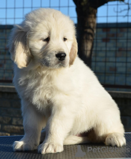 Foto №4. Ich werde verkaufen golden retriever in der Stadt Ada.  - preis - 500€
