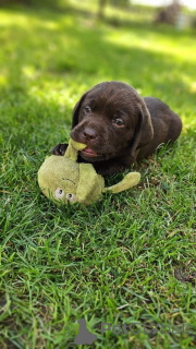 Foto №3. Labrador-Welpen zur Adoption.. Finnland
