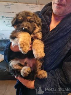 Foto №1. deutscher schäferhund - zum Verkauf in der Stadt Зальцбург | Frei | Ankündigung № 130494