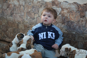 Foto №4. Ich werde verkaufen englische bulldogge in der Stadt Daugavpils. vom kindergarten - preis - 1000€