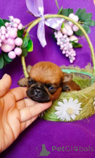 Foto №2 zu Ankündigung № 165853 zu verkaufen petit brabançon - einkaufen Russische Föderation quotient 	ankündigung