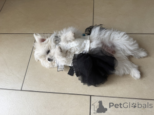 Foto №3. Süße Hunde zu verkaufen. Deutschland