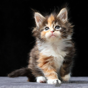 Foto №2 zu Ankündigung № 160373 zu verkaufen maine-coon-katze - einkaufen Belgien 
