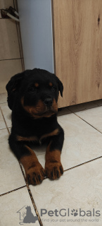 Foto №3. Rottweiler-Welpen. Polen