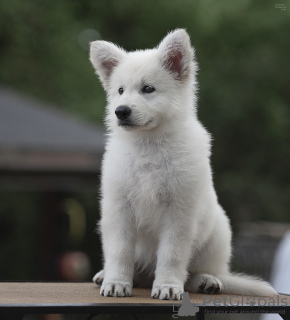 Foto №2 zu Ankündigung № 11445 zu verkaufen berger blanc suisse - einkaufen Weißrussland vom kindergarten