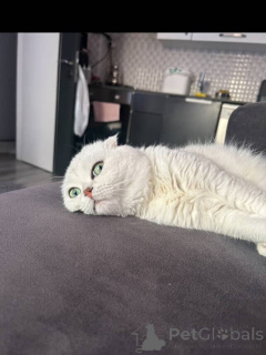 Foto №3. Die verspielte und dennoch ausgeglichene Poppy ist ein Bündel Liebe, eingehüllt. Frankreich