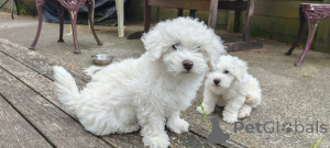 Foto №1. bichon frisé - zum Verkauf in der Stadt Bellytins | verhandelt | Ankündigung № 176497