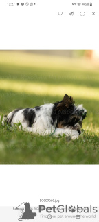 Foto №4. Ich werde verkaufen biewer terrier in der Stadt Toljatti. züchter - preis - 1602€