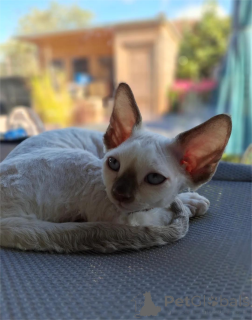 Foto №2 zu Ankündigung № 151546 zu verkaufen devon rex - einkaufen Deutschland 