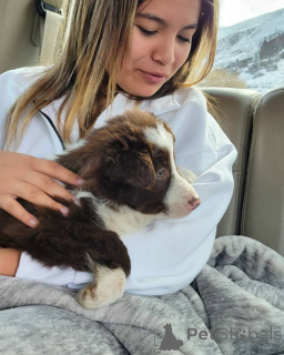 Foto №2 zu Ankündigung № 171693 zu verkaufen australian shepherd - einkaufen Österreich quotient 	ankündigung
