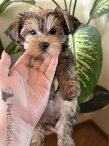 Foto №2 zu Ankündigung № 146218 zu verkaufen yorkshire terrier - einkaufen Georgien quotient 	ankündigung