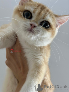 Foto №3. Britishorthair NY 12 Frau Voller Stammbaum. Türkei