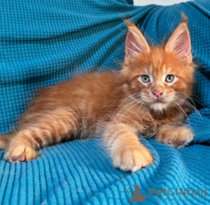 Foto №2 zu Ankündigung № 116318 zu verkaufen maine-coon-katze - einkaufen Schweiz quotient 	ankündigung