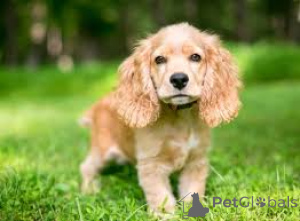 Foto №4. Ich werde verkaufen amerikanischer cocker spaniel in der Stadt Amsterdam. quotient 	ankündigung, züchter - preis - 700€