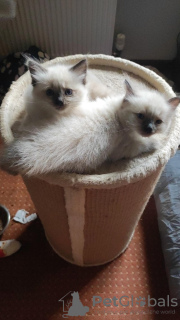 Foto №2 zu Ankündigung № 56824 zu verkaufen ragdoll-katze - einkaufen Deutschland 