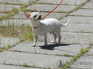 Foto №1. chihuahua - zum Verkauf in der Stadt Simferopol | 2000€ | Ankündigung № 106408