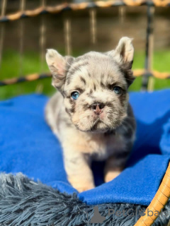 Foto №1. mischlingshund - zum Verkauf in der Stadt Helsinki | 500€ | Ankündigung № 164996