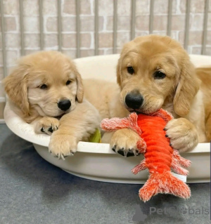 Foto №1. golden retriever - zum Verkauf in der Stadt Berlin | 800€ | Ankündigung № 137948