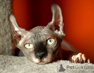 Foto №2 zu Ankündigung № 146285 zu verkaufen elf - einkaufen Polen quotient 	ankündigung