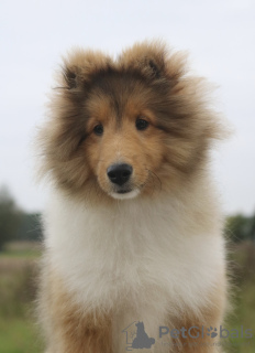 Foto №1. shetland sheepdog - zum Verkauf in der Stadt Gorzów Wielkopolski | 1400€ | Ankündigung № 124051