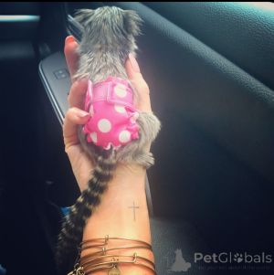 Foto №1.  - zum Verkauf in der Stadt Los Angeles | Frei | Ankündigung № 161909