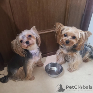 Foto №4. Ich werde verkaufen yorkshire terrier in der Stadt Berlin. quotient 	ankündigung - preis - 367€