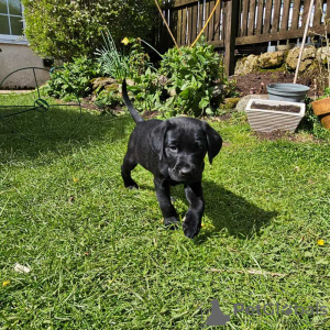 Foto №2 zu Ankündigung № 45234 zu verkaufen labrador retriever - einkaufen Slowakei quotient 	ankündigung