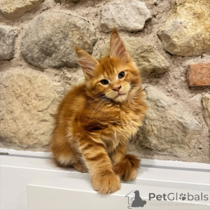 Foto №3. Entzückendes braun getigertes Maine-Coon-Kätzchen, die ultimative Familienkatze. Tschechische Republik