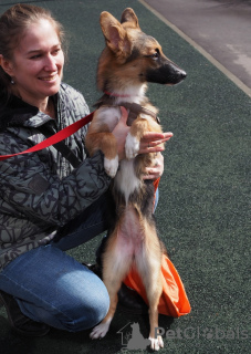 Foto №4. Ich werde verkaufen mischlingshund in der Stadt Москва. quotient 	ankündigung - preis - Frei