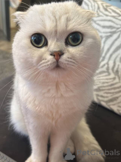 Foto №1. britisch kurzhaar - zum Verkauf in der Stadt Aix-en-provence | 550€ | Ankündigung № 157770